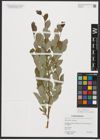 Foto von Salix starkeana Willd.